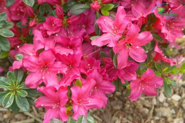 Azalia japońska Fiener